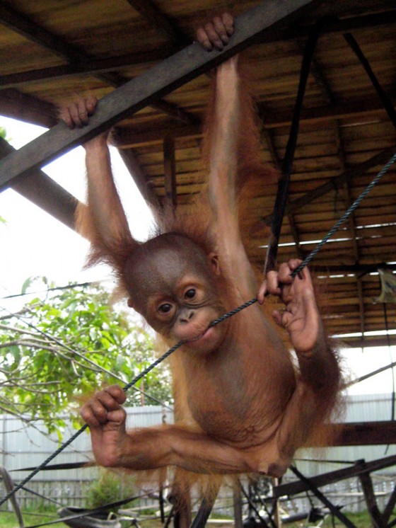paolo-baby-orangutan