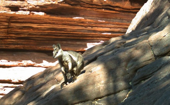 Black Flanked Rock Wallaby