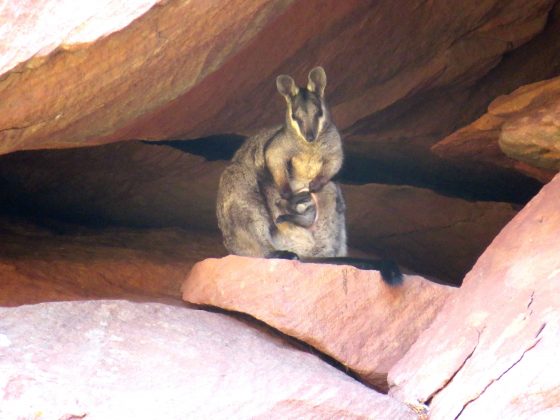 The Black Flanked Rock Wallaby with its new joey (Photo taken in April 2016)
